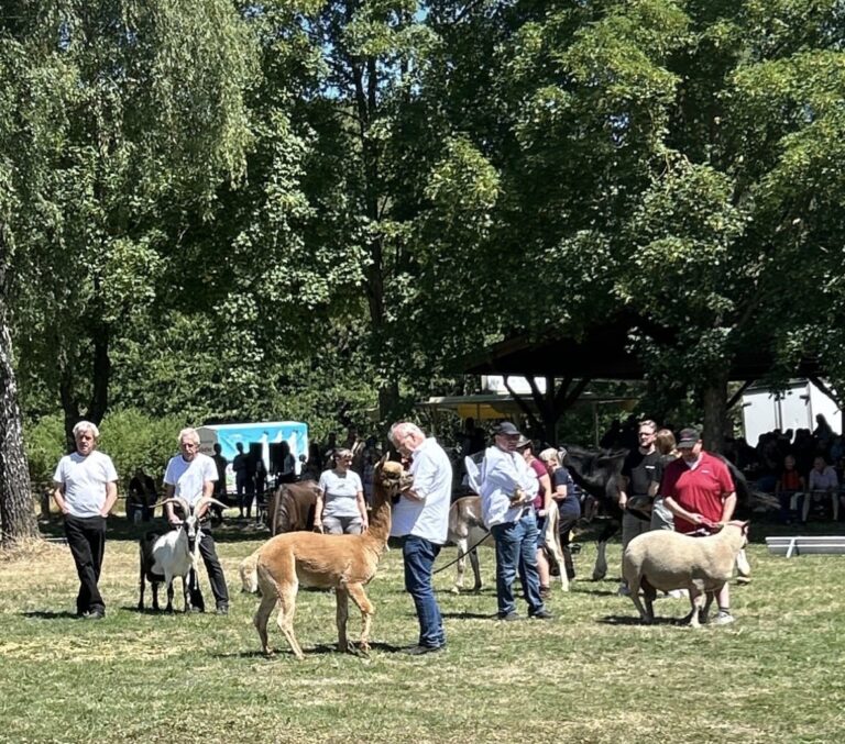 Schaubild Pferdemarkt 2026