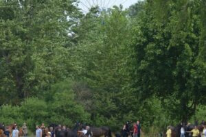 Fohlen- und Stutenschau anlässlich des Fritzlarer Pferdemarktes