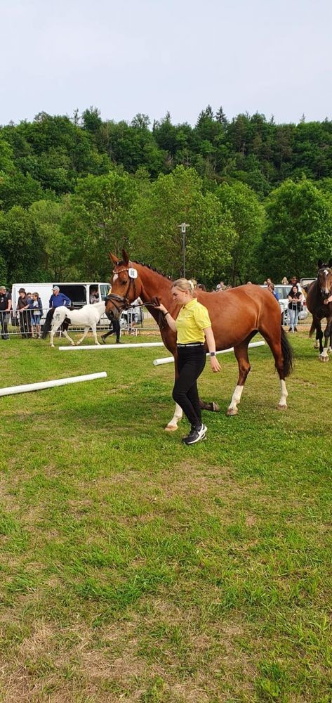 Jungzüchter in Frankenberg 2022